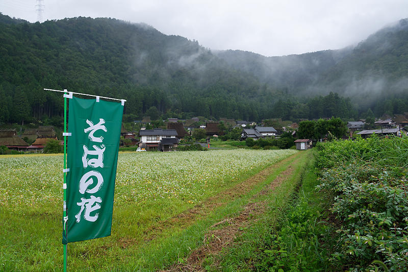 雨の蕎麦畑＠美山茅葺きの里_f0032011_17151173.jpg