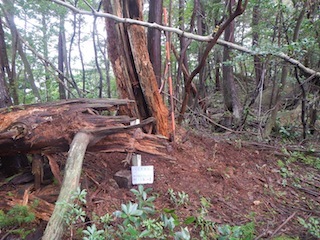 c0359615_19582664.jpg