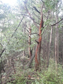c0359615_20021825.jpg