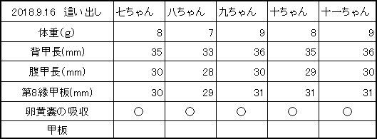 祝！　2クラッチ目の子亀たんじょう♪_c0369423_20374490.jpg