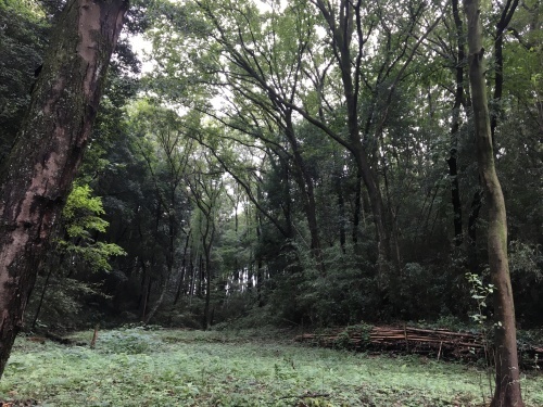 ダイアリー 9月半ばの小山田緑地_b0330040_21443764.jpeg