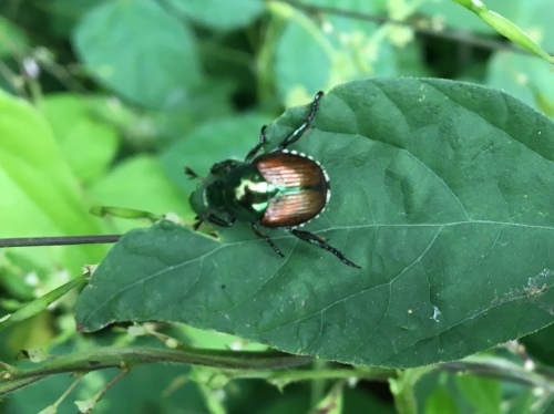 ダイアリー 9月半ばの小山田緑地_b0330040_22193372.jpeg