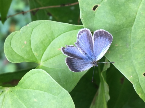 ダイアリー 9月半ばの小山田緑地_b0330040_22341593.jpeg