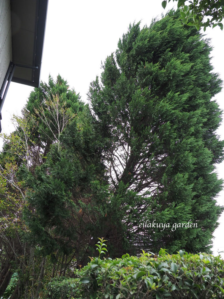 台風の爪跡 岐阜の庭のドイツトウヒ 永楽屋ガーデン 自然を愛する スローライフな庭造り