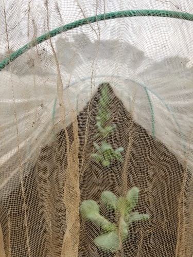 さあ　冬野菜の定植　ロマネスコ　芽キャベツ　ブロッコリー　カリフラワーは前回に・・_c0222448_11233762.jpg