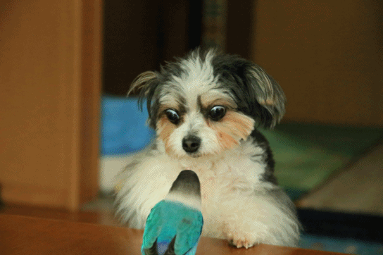 c0145250_09011224.gif