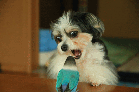 c0145250_09012328.gif