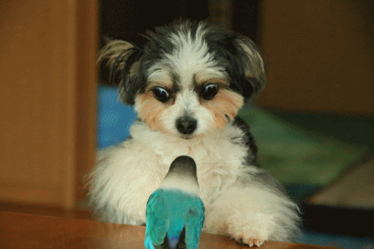 c0145250_09013233.gif