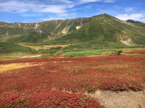 旭岳裾合平のチングルマ紅葉~ \'18/09/13_e0326953_22234371.jpg