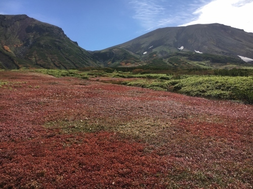 旭岳裾合平のチングルマ紅葉~ \'18/09/13_e0326953_22243571.jpg