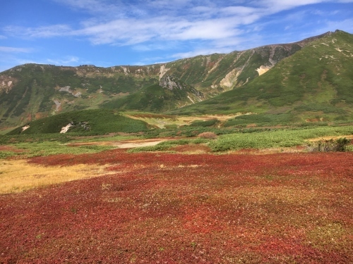 旭岳裾合平のチングルマ紅葉~ \'18/09/13_e0326953_22284809.jpg