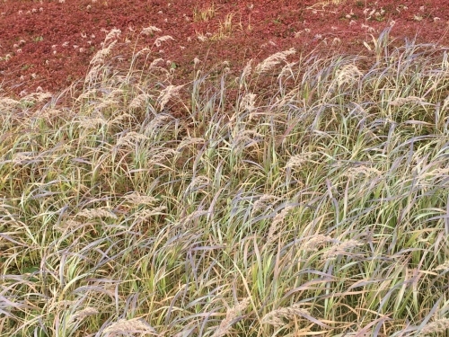 旭岳裾合平のチングルマ紅葉~ \'18/09/13_e0326953_22423561.jpg