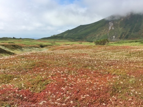 旭岳裾合平のチングルマ紅葉~ \'18/09/13_e0326953_22431481.jpg