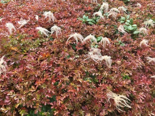 旭岳裾合平のチングルマ紅葉~ \'18/09/13_e0326953_22482991.jpg