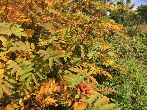 旭岳裾合平のチングルマ紅葉~ \'18/09/13_e0326953_22510070.jpg