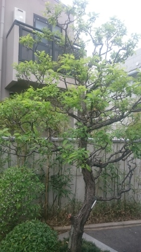 竹の脅威と新規植栽_f0215262_00220173.jpg
