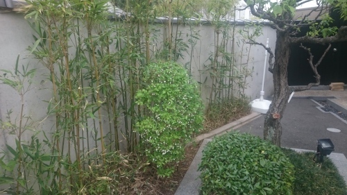 竹の脅威と新規植栽_f0215262_00225039.jpg
