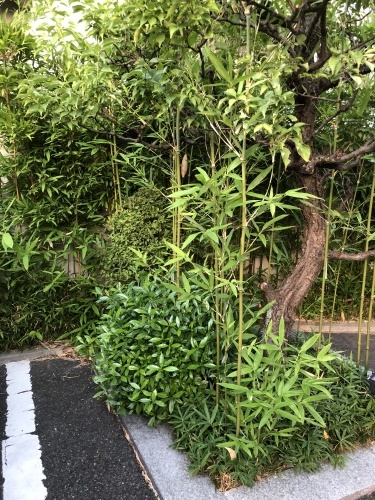 竹の脅威と新規植栽_f0215262_00234554.jpg
