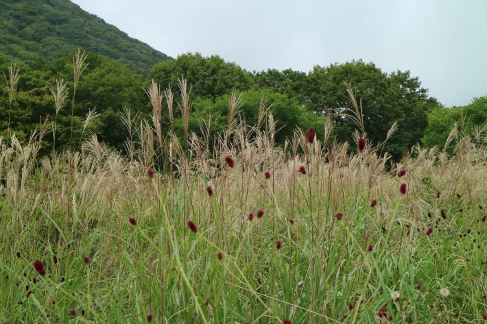 山クラブ・花クラブ...秋の活動報告_f0345263_07222280.jpg