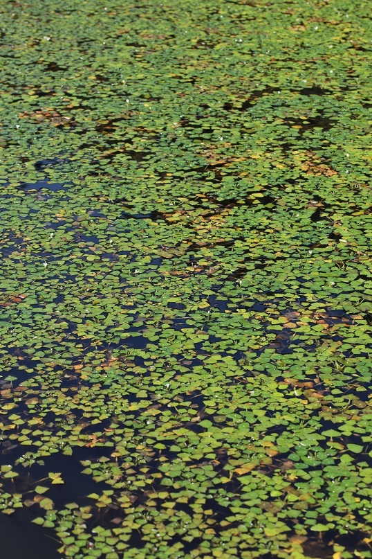 e0304170_19321360.jpg