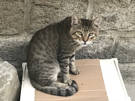 港の猫たち_a0136671_02491113.jpeg