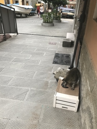 港の猫たち_a0136671_02493907.jpeg