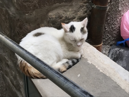 港の猫たち_a0136671_02504999.jpeg