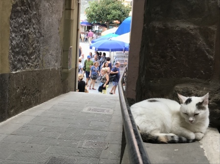港の猫たち_a0136671_02510451.jpeg