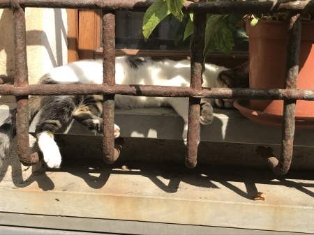 港の猫たち_a0136671_02514237.jpeg