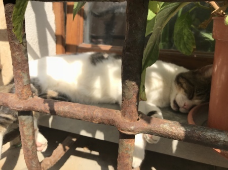 港の猫たち_a0136671_02522080.jpeg