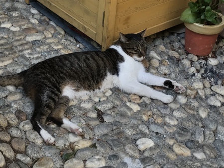 港の猫たち_a0136671_02531195.jpeg
