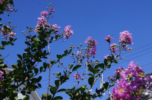 e0181373_21000738.jpg