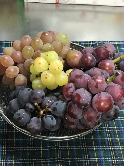 &#127815;葡萄_f0359673_23040578.jpeg