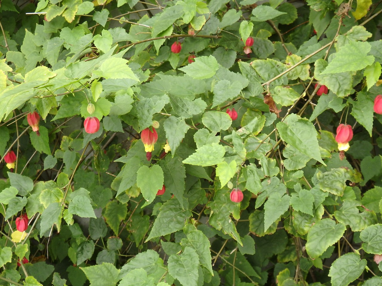 d0054276_1959282.jpg
