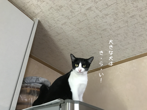 a0216583_22422322.png