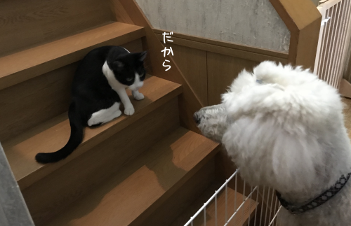 a0216583_22423191.png