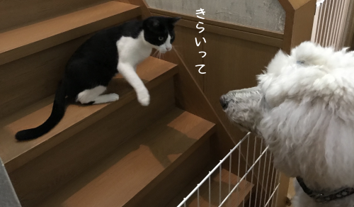 a0216583_22423559.png