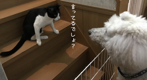 a0216583_22423719.png