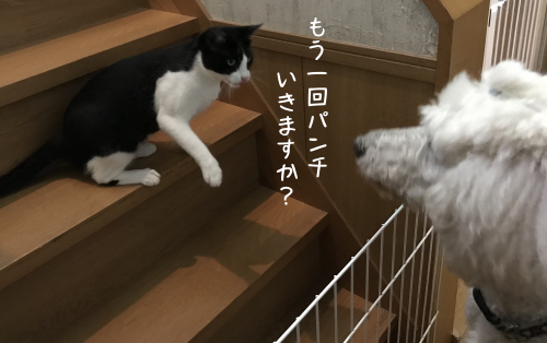 a0216583_22424077.png