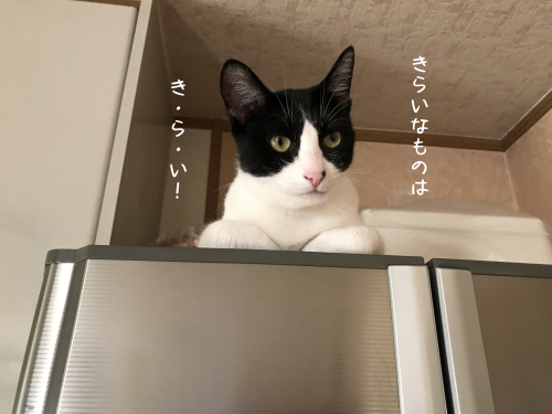 a0216583_22424388.png