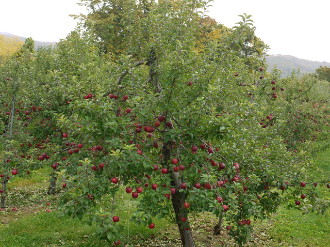 c0171889_12295397.jpg