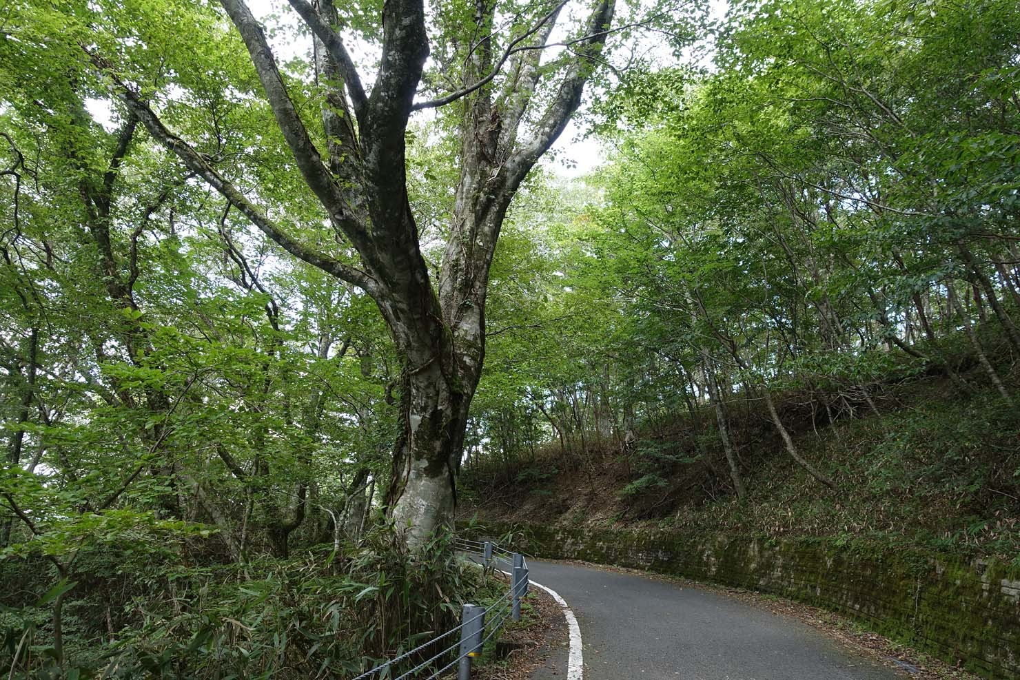 その4 夏の終わりのソロキャンプ旅。大野ヶ原～姫鶴平へ_b0351506_17211662.jpg