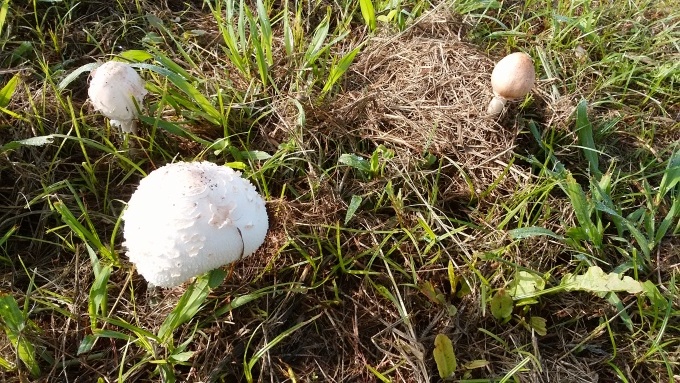 手賀沼湖畔,秋のにぎわい！こぶしがピンクに実り、コスモスやムラサキつゆ草が咲き、芝生に色とりどりのキノコが出現！！散歩の度に、落果した山法師の赤い実をほうばる！！_d0049909_10495750.jpg