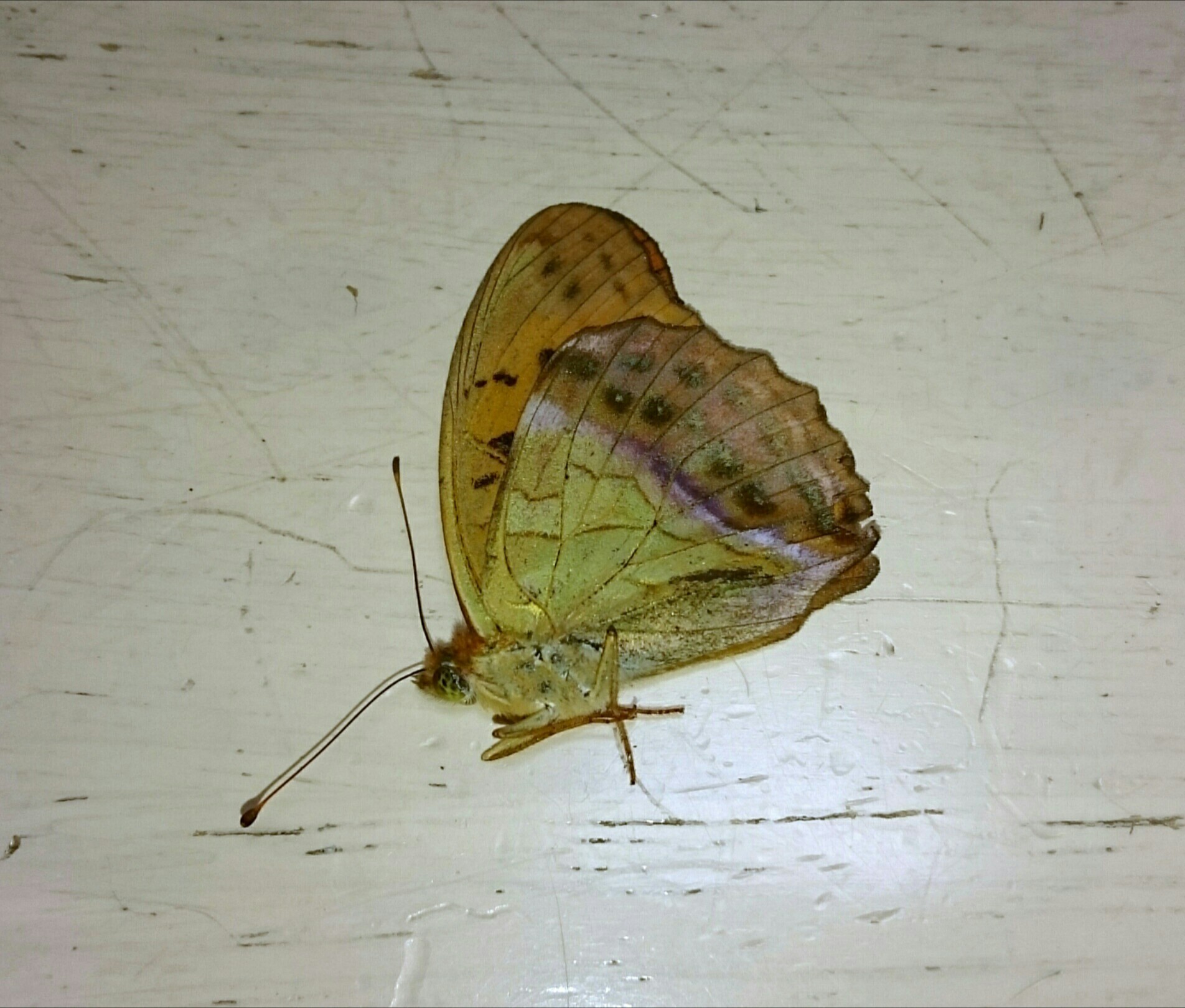 a0361610_16315007.jpg
