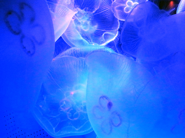 e0083517_20440534.jpg