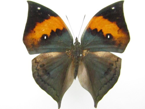 ご法度品でない代物 コノハチョウ♂ 鹿児島県産 黒紫色型 : 私の天狗蝶