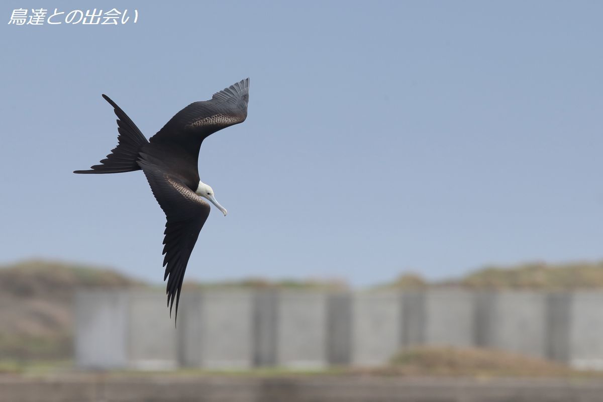 オオグンカンドリ（狩り）・・・Great Frigatebird_e0139623_20250089.jpg