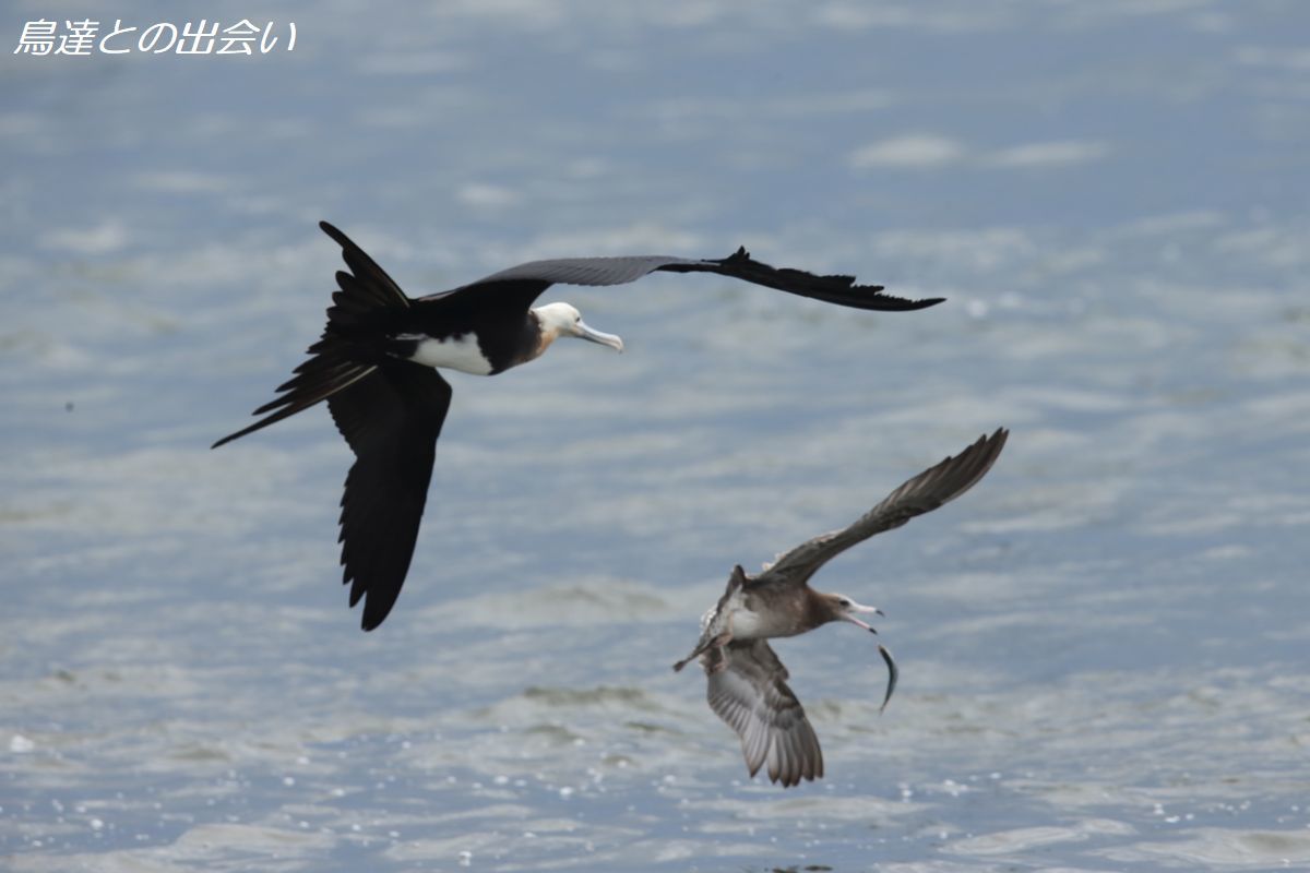 オオグンカンドリ（狩り）・・・Great Frigatebird_e0139623_20250818.jpg