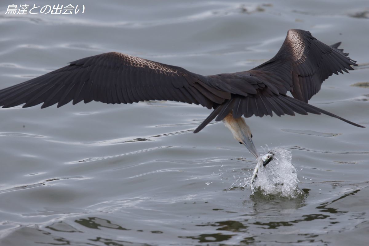 オオグンカンドリ（狩り）・・・Great Frigatebird_e0139623_20280167.jpg