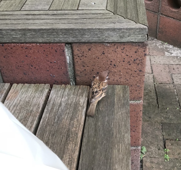 b0029126_12041245.jpeg